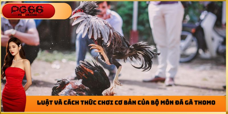 Luật và cách thức chơi cơ bản của bộ môn đá gà Thomo